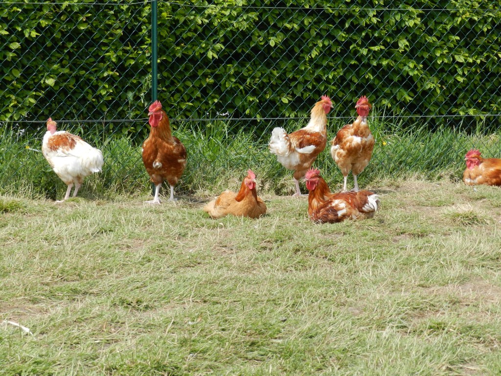 Poulet fermier Ferme de Peau de Leu